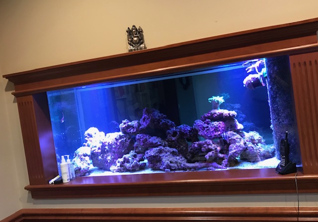 salt water aquarium maintenance